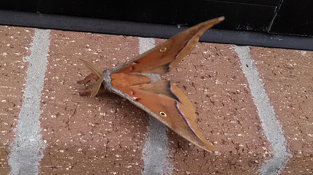 025 2017-06270758 Northborough, MA.jpg - Giant Silkworm Moth (Antheraea polyphemus). Wegman's, Northborough, MA, 6-27-2017